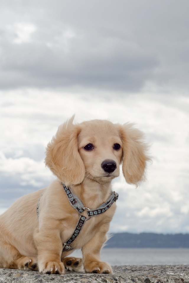 Щенок на берегу