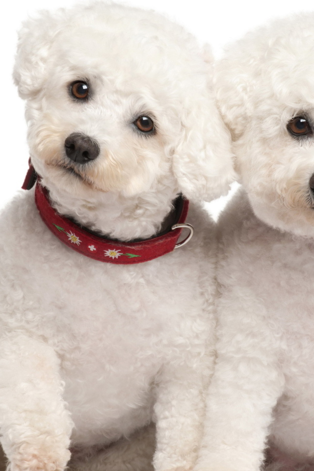 Белые щенки