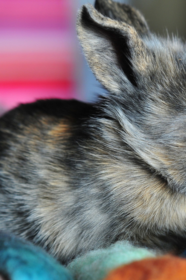 Ушастый кролик