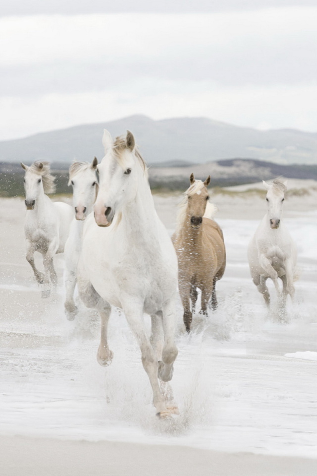Лошадиный табун
