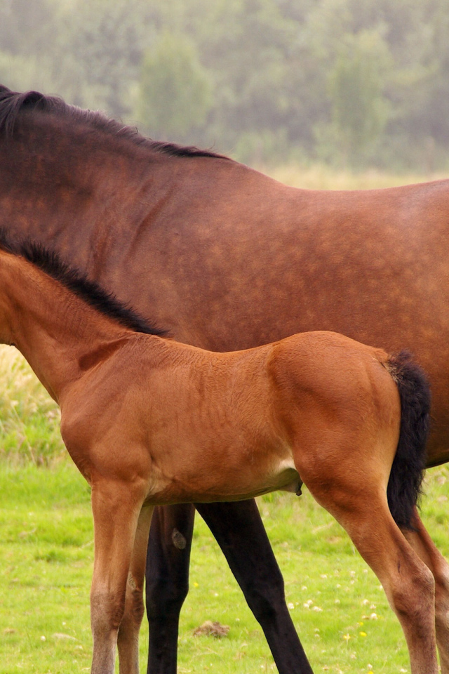 Лошадь и жеребенок