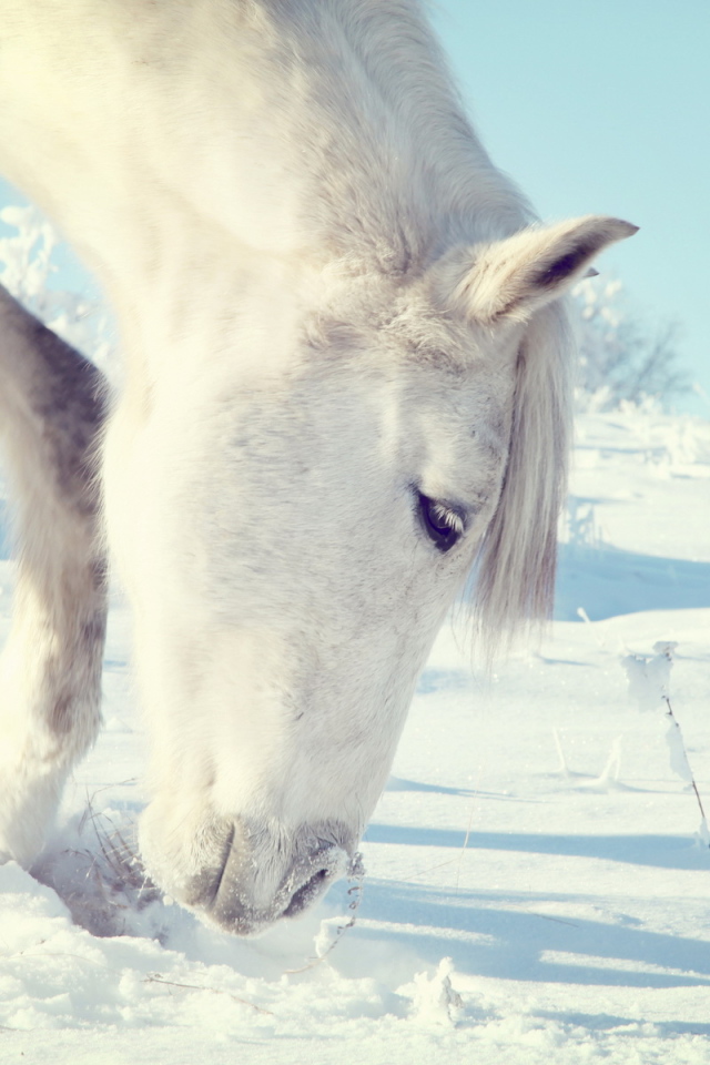 Лошадь на прогулке