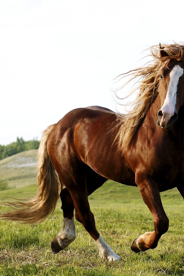 Скачущий конь