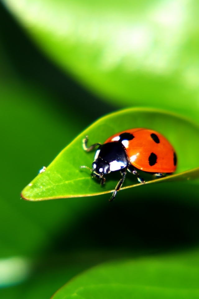 Листок с букашкой