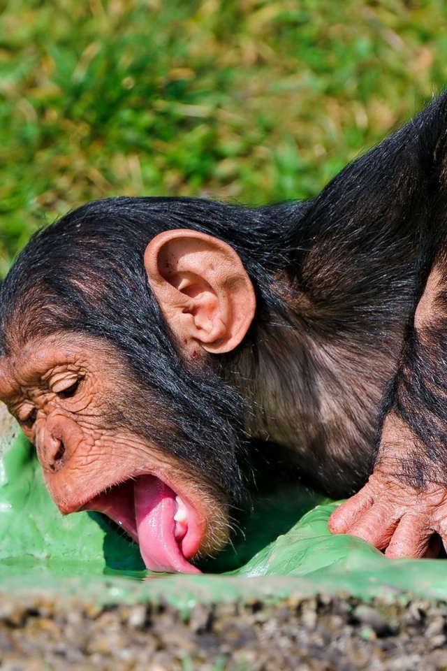 Пьющая обезьяна