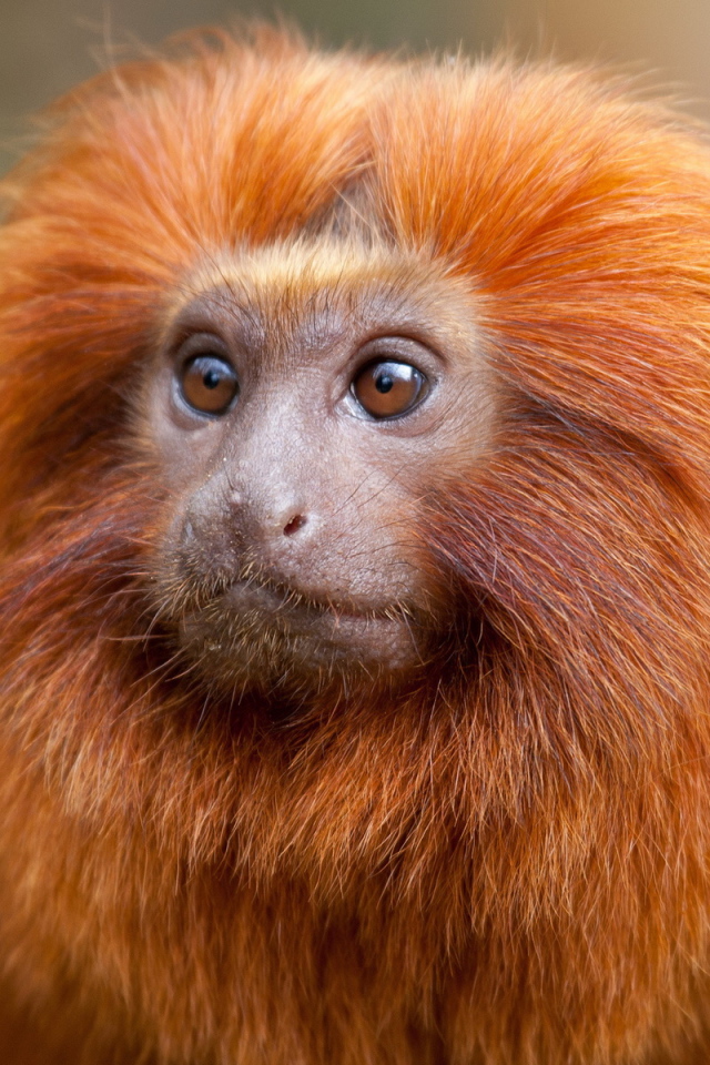 Рыжая обезьяна