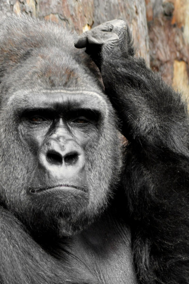 Горилла