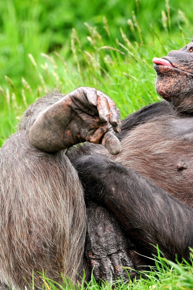 Обезьяна на траве