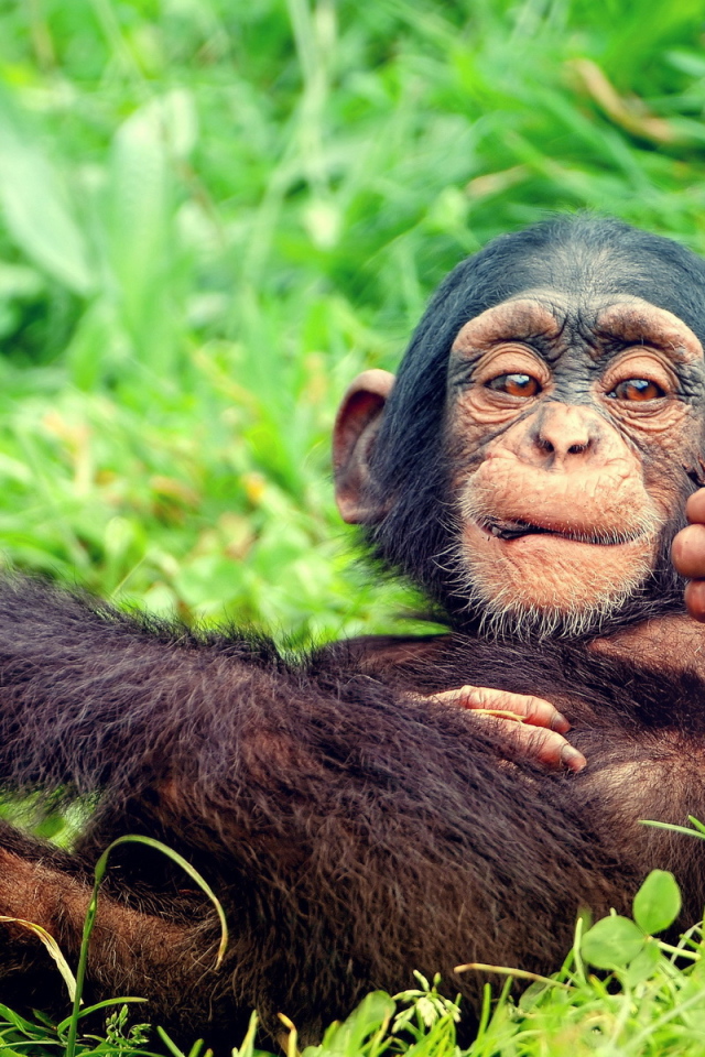 Мартышка на траве