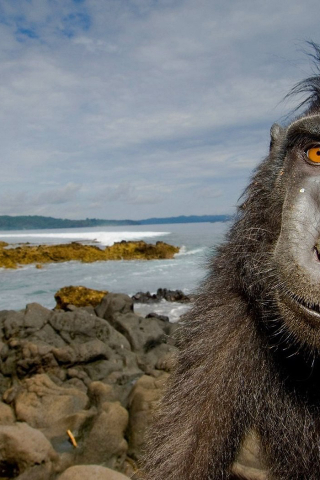 Обезьяна на побережье