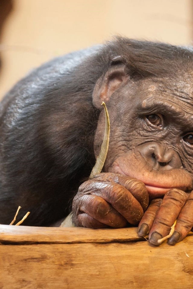 Грустная обезьяна