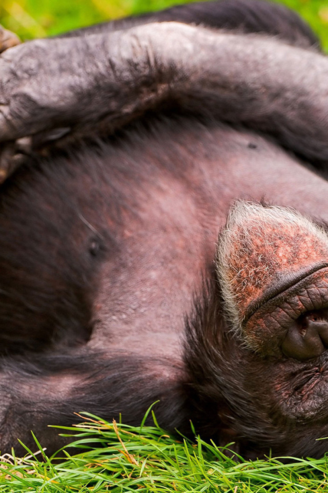 Спящая обезьяна