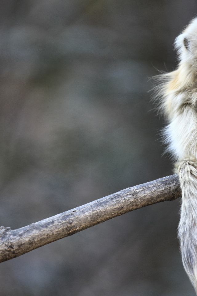 Маленькая обезьянка