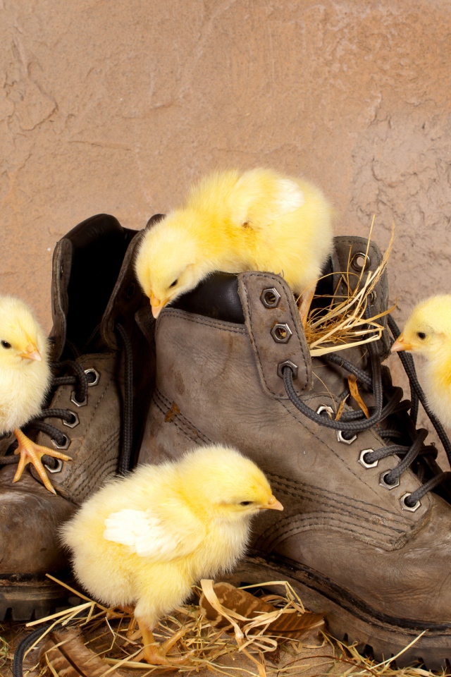 Цыплята в ботинках