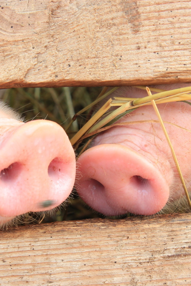 Поросячьи пяточки