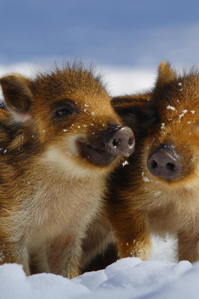 Дикие поросята