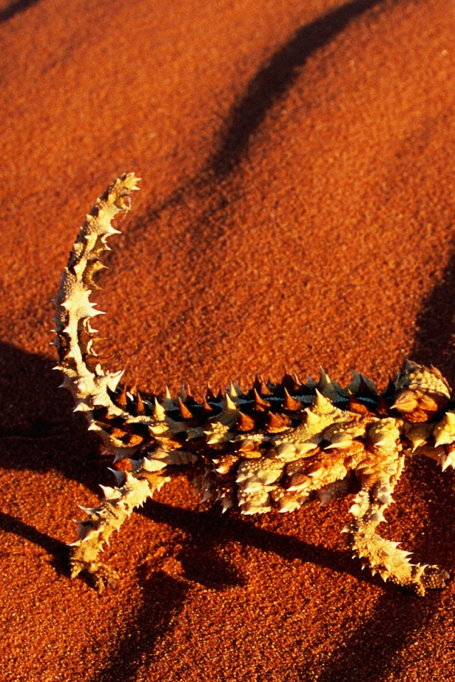 Колючая ящерица