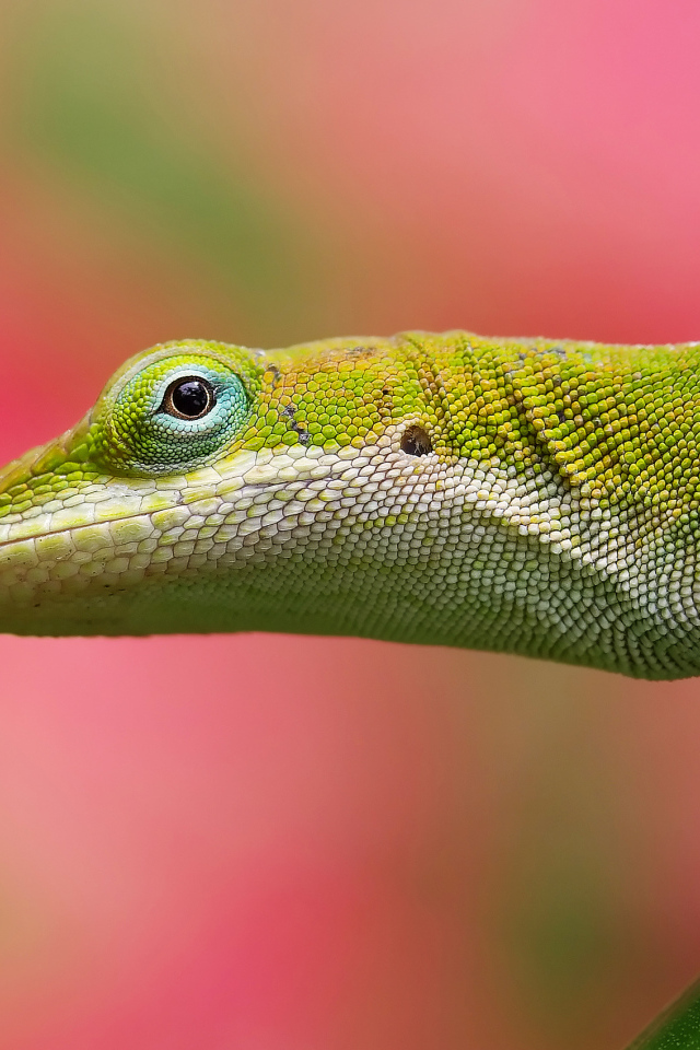 Салатовая ящерица