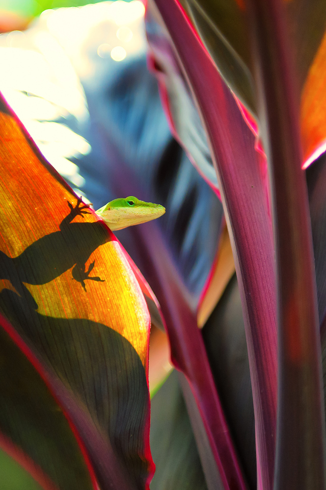 Ящерица на широких листьях