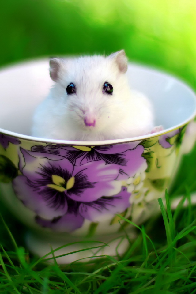 Мышка в чашке