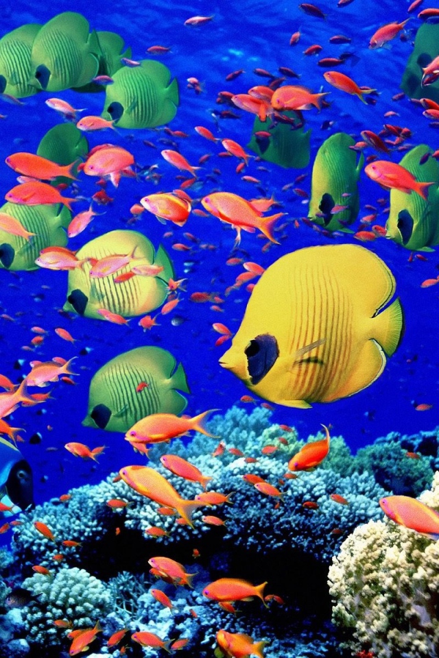 Красочные рыбки