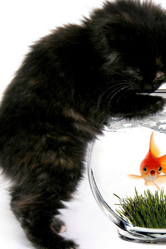 Кошка и рыбка