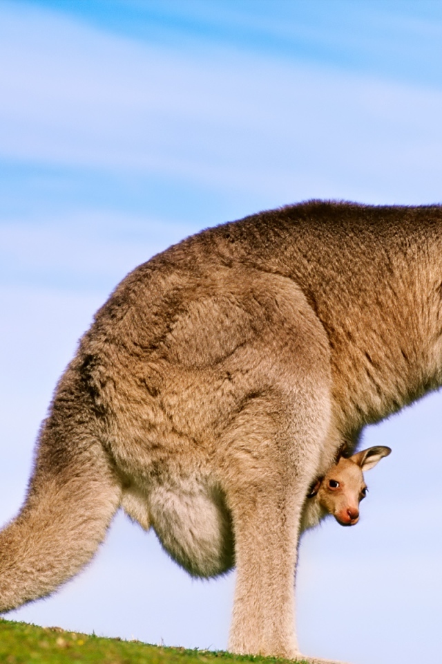 Кенгуру с детенышем