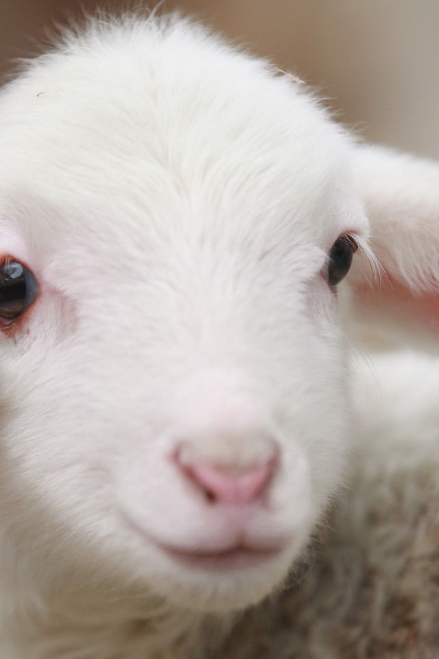 Молодая овечка