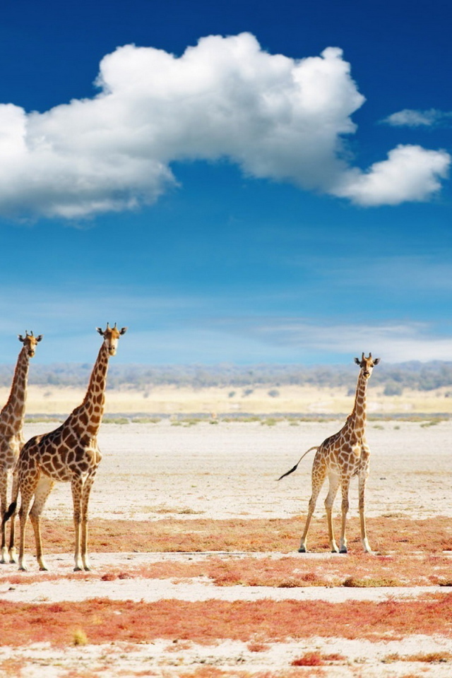 Жирафы в саванне