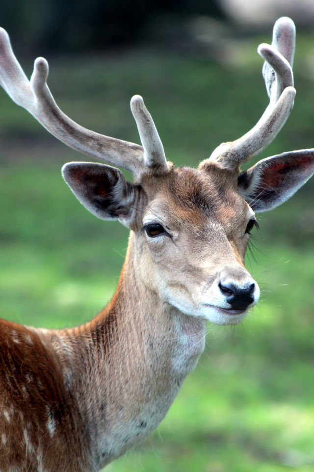 Рогатый олень