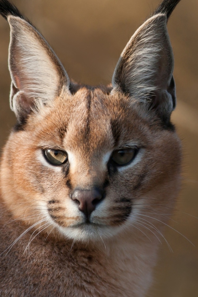 Дикий каракал