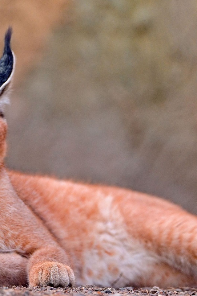 Степная рысь