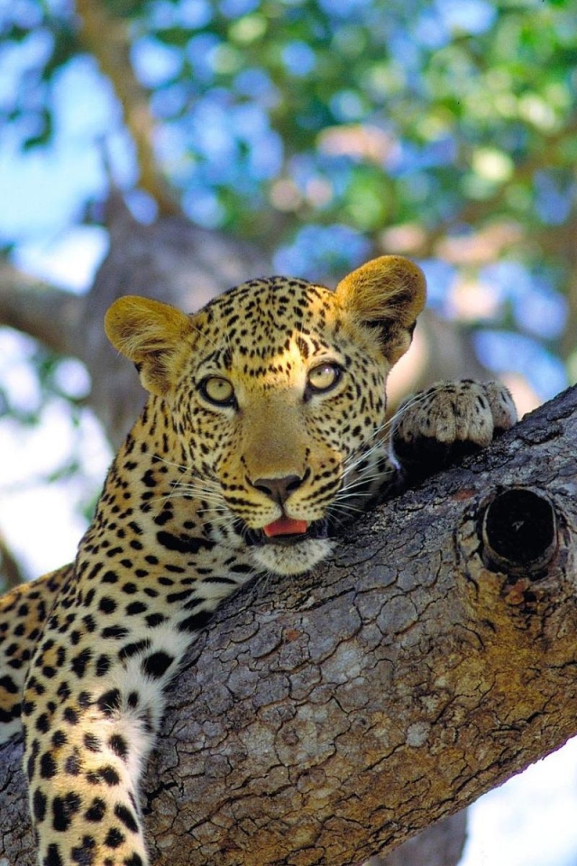 Леопард на ветке