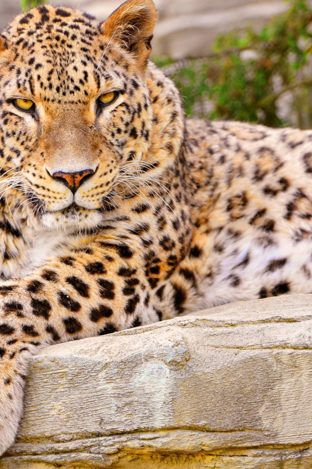 Леопард на камне