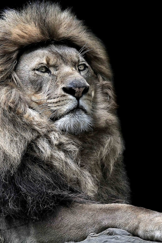 Лев - царь зверей