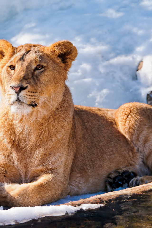 Львица на снегу