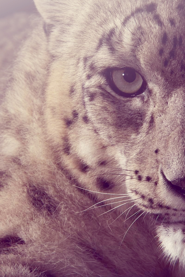 Взгляд снежного барса