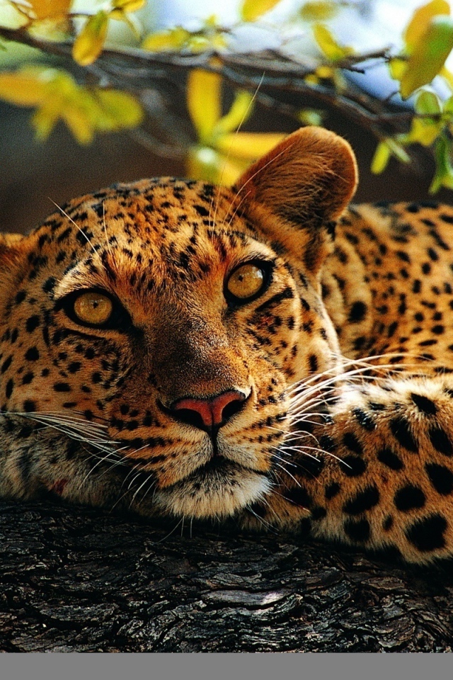 Милый леопард