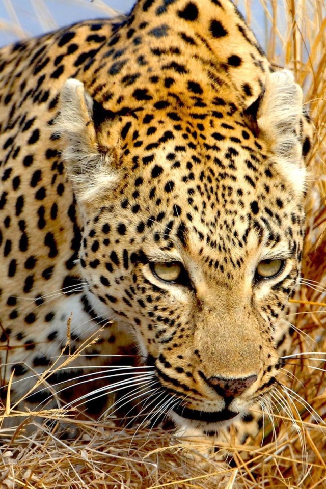 Крадущийся леопард