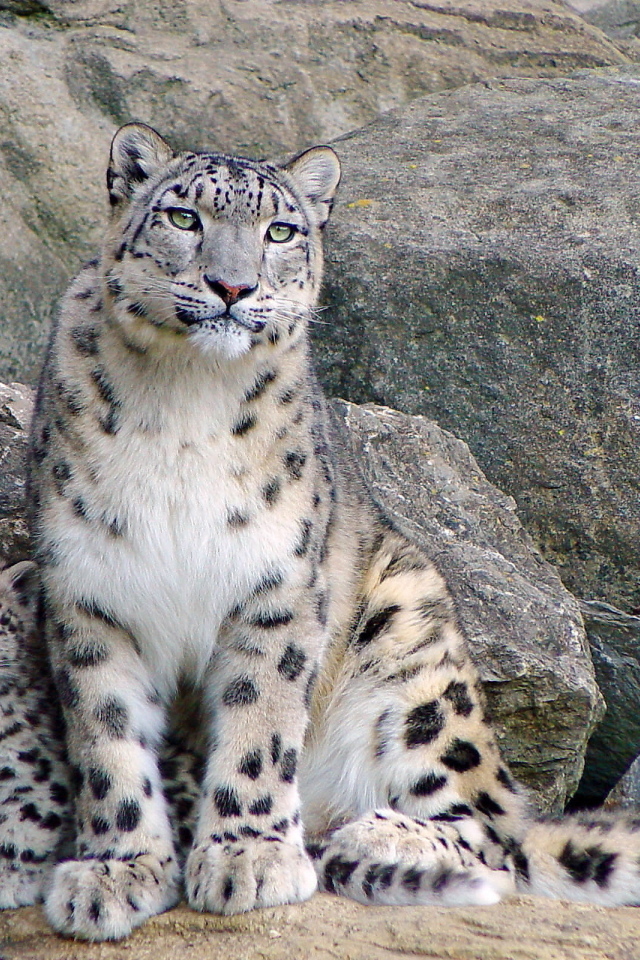 Снежный барс и котенок