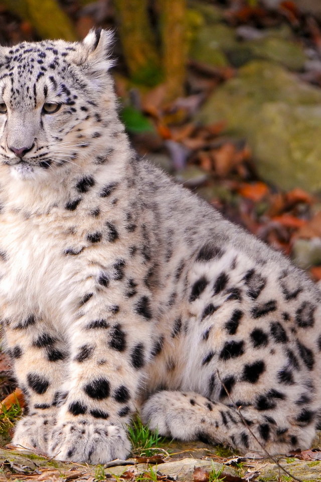 Котенок снежного барса