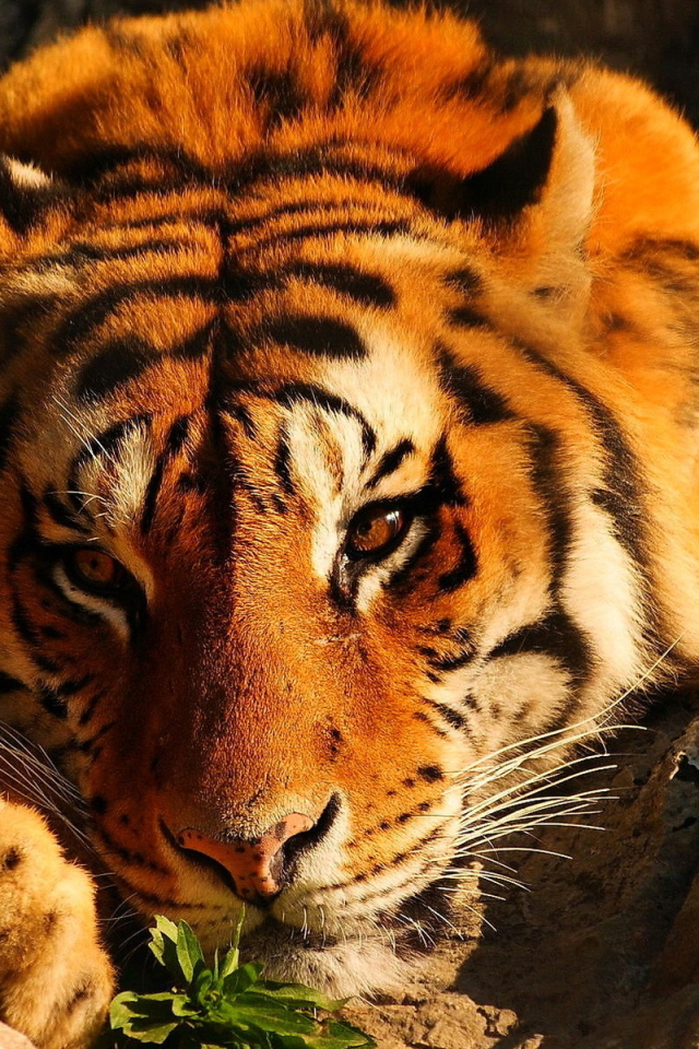 Тигр среди камней