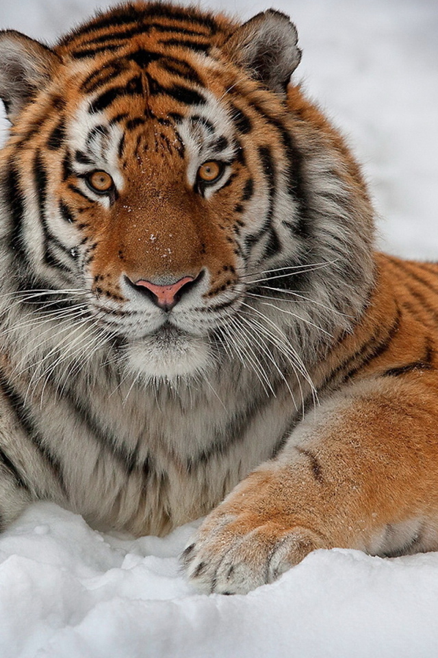 Тигр на снегу