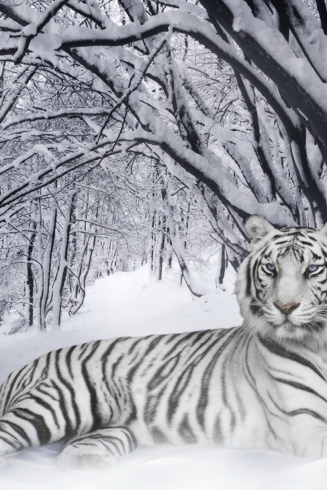 Белый тигр в лесу