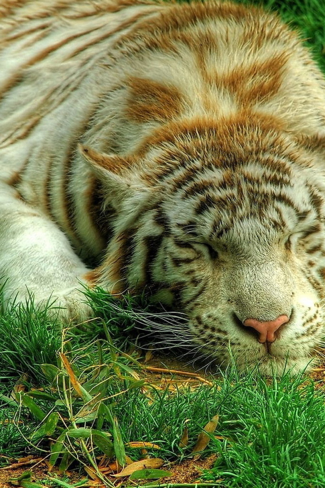 Белый тигр на траве