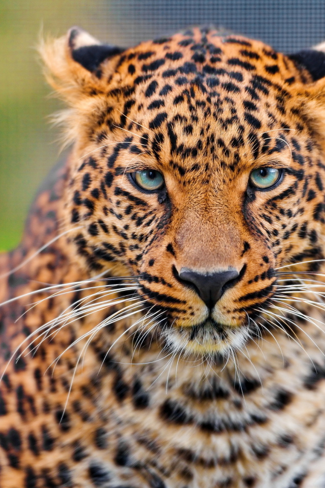 Дикая кошка