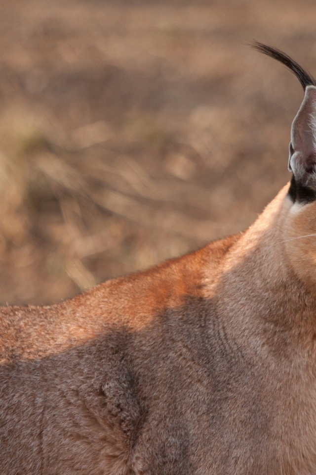 Дикая кошка