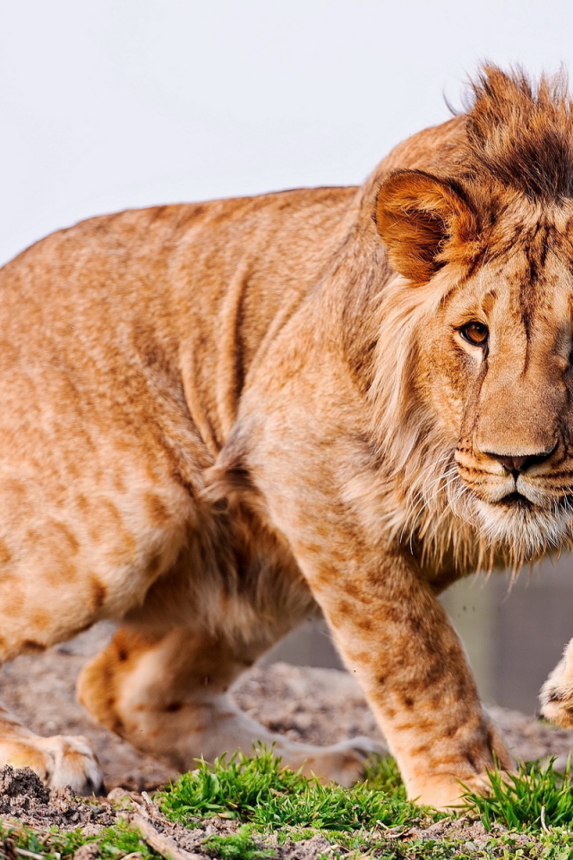 Молодой лев