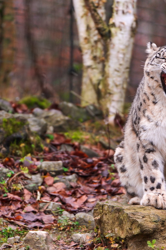 Свирепый ирбис