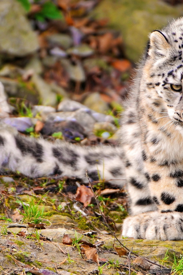 Снежный барс